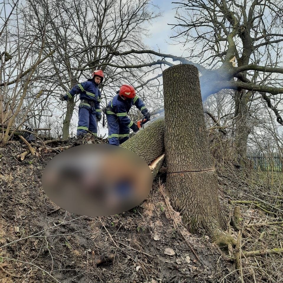 Во время срезания: в Ровно дерево убило мужчину