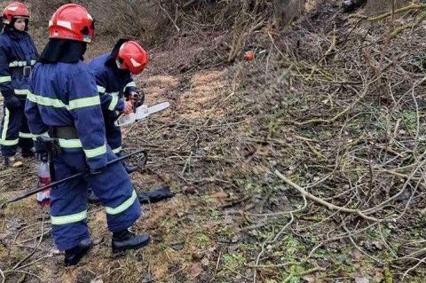 Во время срезания: в Ровно дерево убило мужчину