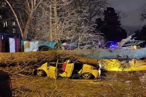 В Киеве из-за сильного ветра старый дуб рухнул на автомобиль: погиб водитель