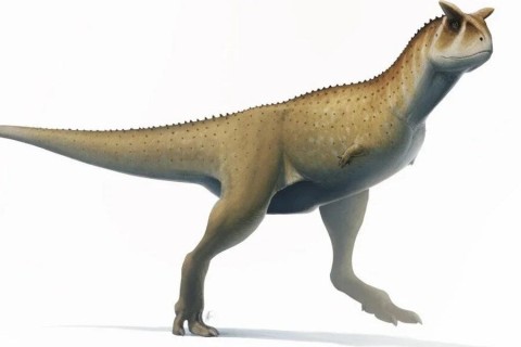 Без рук: в Аргентине нашли новый вид динозавра