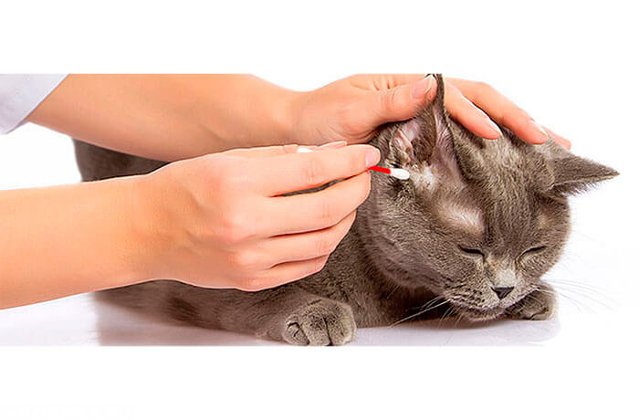 Грязные кошачьи уши, как почистить